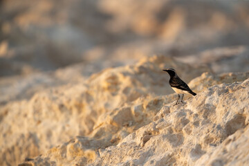Pied wheatear perched on limestone rock at Busaiteen, Bahrain