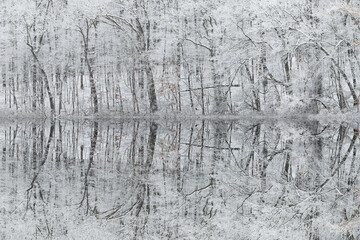Winter landscape of the snow flocked shoreline of Warner Lake with mirrored reflections in calm water, Michigan, USA