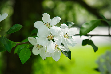 Obraz na płótnie Canvas Spring time. Apple tree blossoming