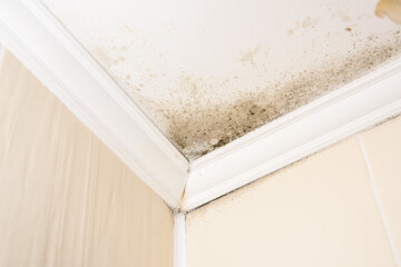 black mold in the corners of the house on a white ceiling, a harmful environment for asthmatics