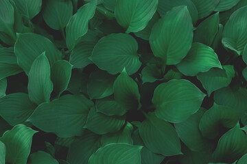 Green leaves texture. Toned lush jungle background.