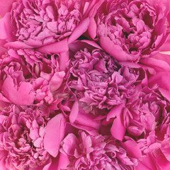 Closeup of pink floral texture. Petals of peony flowers. Abstract concept.