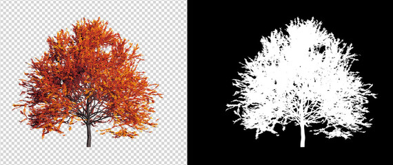 Autumn season tree on transparent background with clippings path
