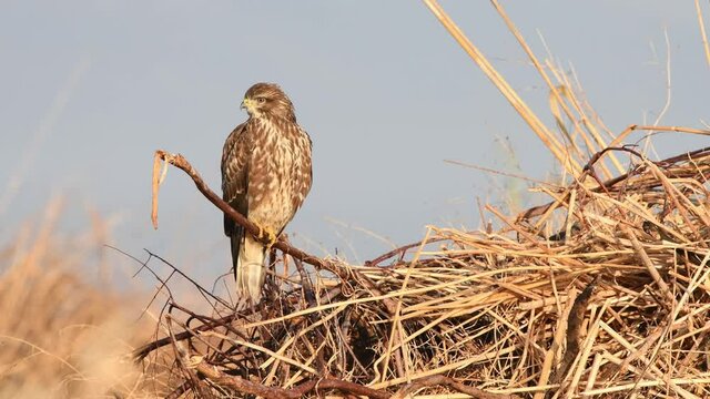 Common buzzard (Buteo buteo) perched on a branch