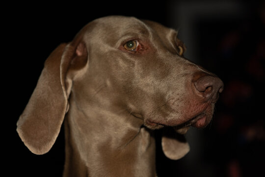 Weimaraner Dog