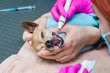 Ultrasonic cleaning of teeth in a dog. Veterinarian dentist is cleaning teeth from a dog, the animal is under anesthesia in a veterinary clinic. Veterinary stomatology.