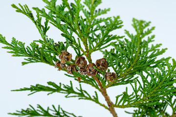 Makro / Detail: Kleine Knospen / Zapfen an den grünen Zweigen eines Lebensbaum (lat.: Thuja)