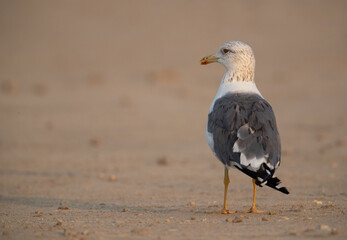 Lesser Black-backed Gull at Busaiteen coast, Bahrain