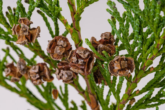 Zapfen an den Zweigen eines Lebensbaum (lat.: Thuja) - Macro