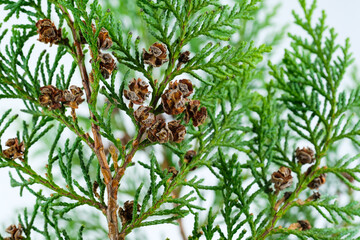 Kleine Zapfen (Knospen) an grünen Zweigen eines Lebensbaum (lat.: Thuja)