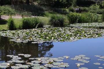 Seerosenteich