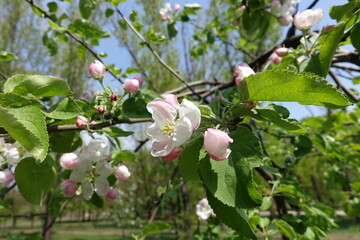 Recently opened flowers and buds of apple tree in April