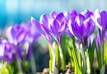 Blooming violet crocuses. bright spring background