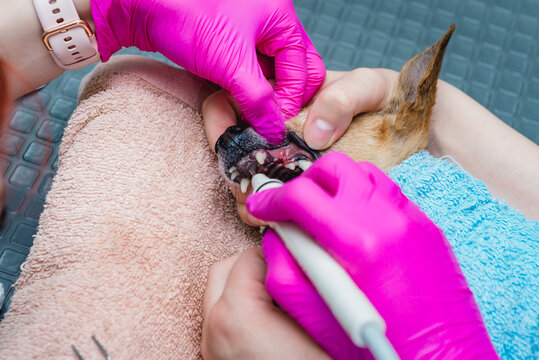 รูปภาพCheek-Tooth – เลือกดูภาพถ่ายสต็อก เวกเตอร์ และวิดีโอ92 | Adobe Stock