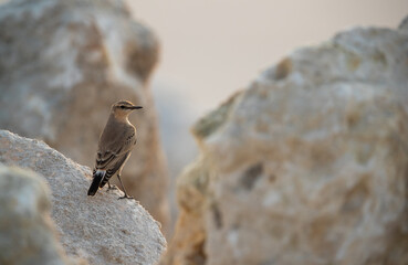 Isabelline Wheatear perched on rock at Busaiteen coast of Bahrain