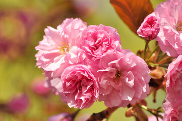 Blossom of cherry tree