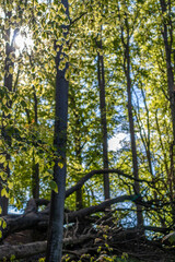 Fototapeta premium Wald