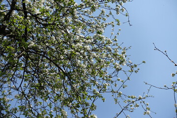 Thin branches of blossoming apple tree against blue sky in April