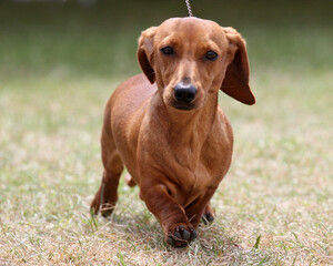 Mini Smooth Dachshund
