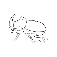 beetle rhinoceros drawing in style engraving sketch vector. rhino beetle vector sketch illustration