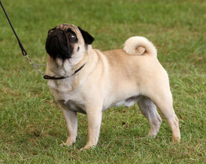 Pug