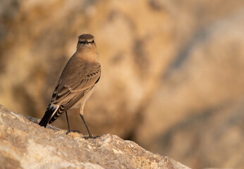 Isabelline Wheatear at Busaiteen coast of Bahrain in the morning