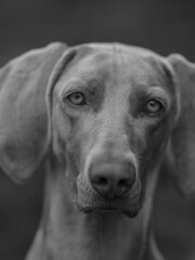 Weimaraner dog