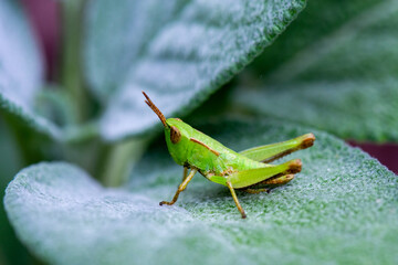 Green Grasshopper on a Sage Leaf