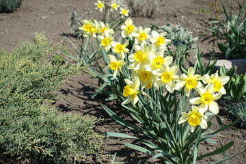 Pastel yellow flowers of narcissuses in April
