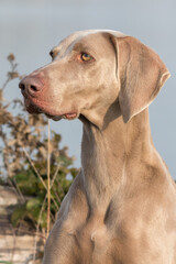 Weimaraner dog