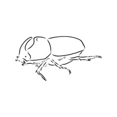 beetle rhinoceros drawing in style engraving sketch vector. rhino beetle vector sketch illustration