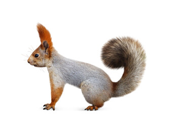 Cute squirrel with fluffy tail on white background