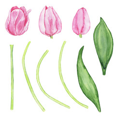 Set of tulip elements for design isolated on white background. Watercolor hand drawing illustration. Pink flower bud, green leaf, elegant branch. Perfect for decoration, print on paper or textile.