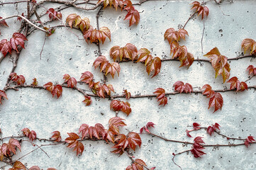 Ivy twigs on the wall