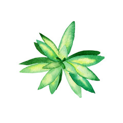 Green succulent plant isolated on white background. Watercolor hand drawing illustration. Perfect for card, print, design.