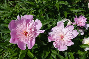 Completely opened pink flowers of peonies in May