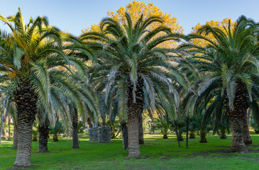Beautiful palm tree Canary Island Date Palm (Phoenix canariensis) in city park Sochi. Beautiful...