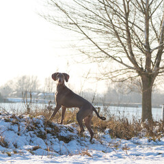 Weimaraner dog
