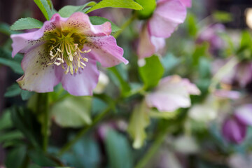 スポットが入ったシングルでピンクのヘレボルス（Helleborus）／クリスマスローズ