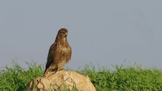 Common buzzard perched on Rock in the field and Leaping in search of prey