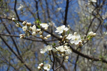 Few white flowers and buds on branches of plum tree in April