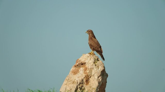 Common buzzard perched on Rock in the field during the acute period in Israel
