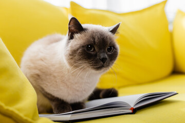 cat sitting on open notebook on yellow sofa, blurred background © LIGHTFIELD STUDIOS