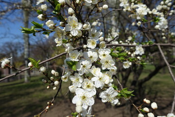 Florescence of plum tree in early spring