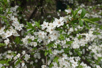Foliage and white flowers of plum tree in April