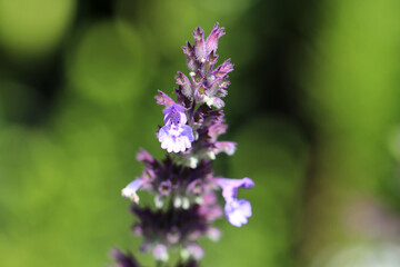 Fototapeta premium Nahaufnahme von Blüten der seltenen Pflanze Blaue Katzenminze - mit Textfreiraum