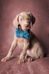 Weimaraner Welpen mit einer Fliege im Studio