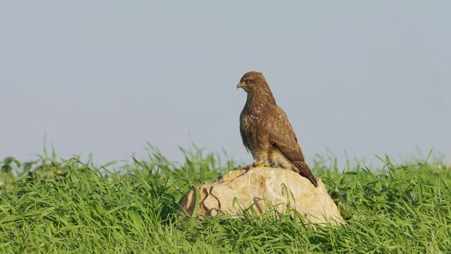 Common buzzard perched on Rock in the field and Leaping in search of prey