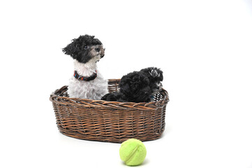 Black toy poodle puppy on hand