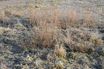 Steppenvegetation im Frost 